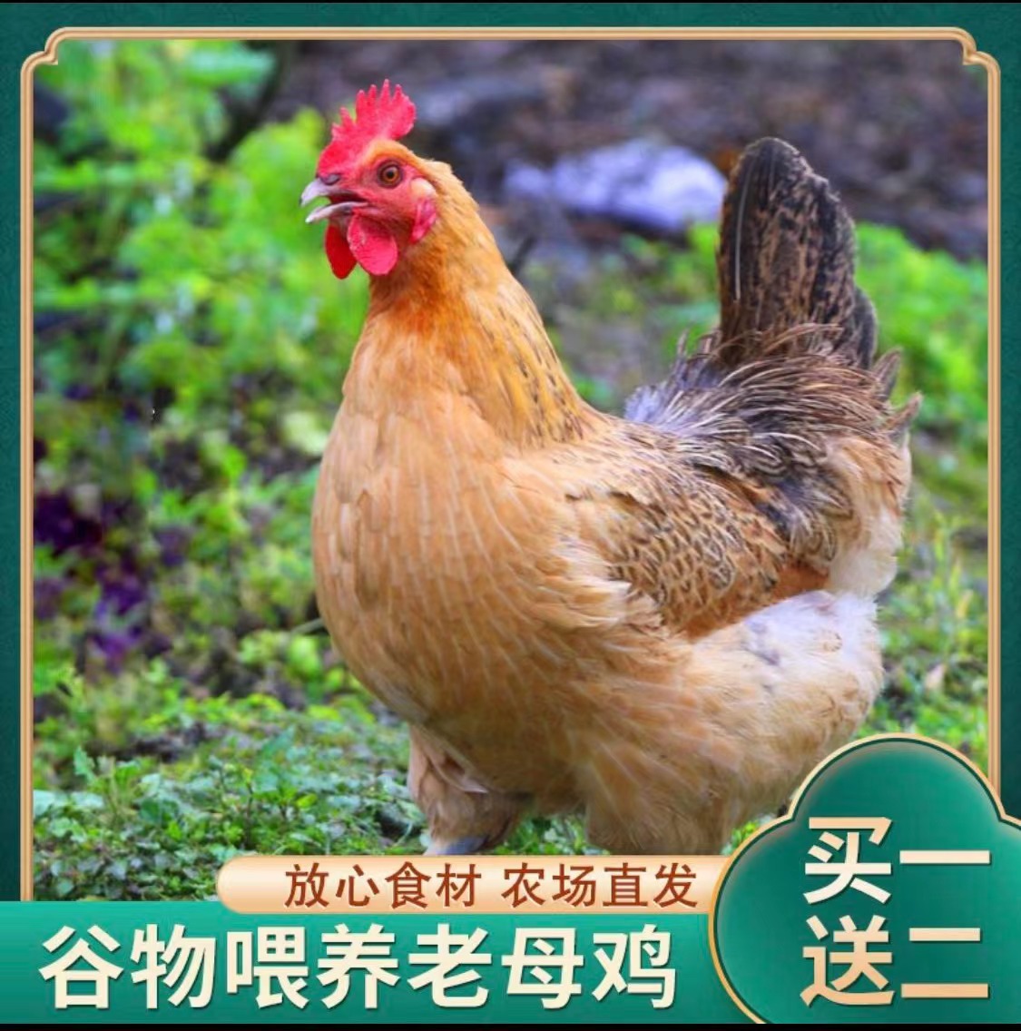 散养正宗农村现杀走地鸡柴鸡溜达鸡拍一送二总计发3只装总计7-8斤