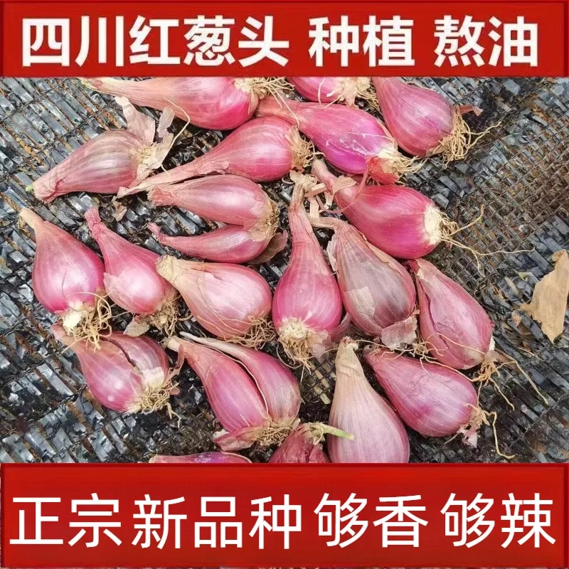 【新人直降】种植小香葱头新鲜干葱头做菜种子阳台种子发水培黄葱头