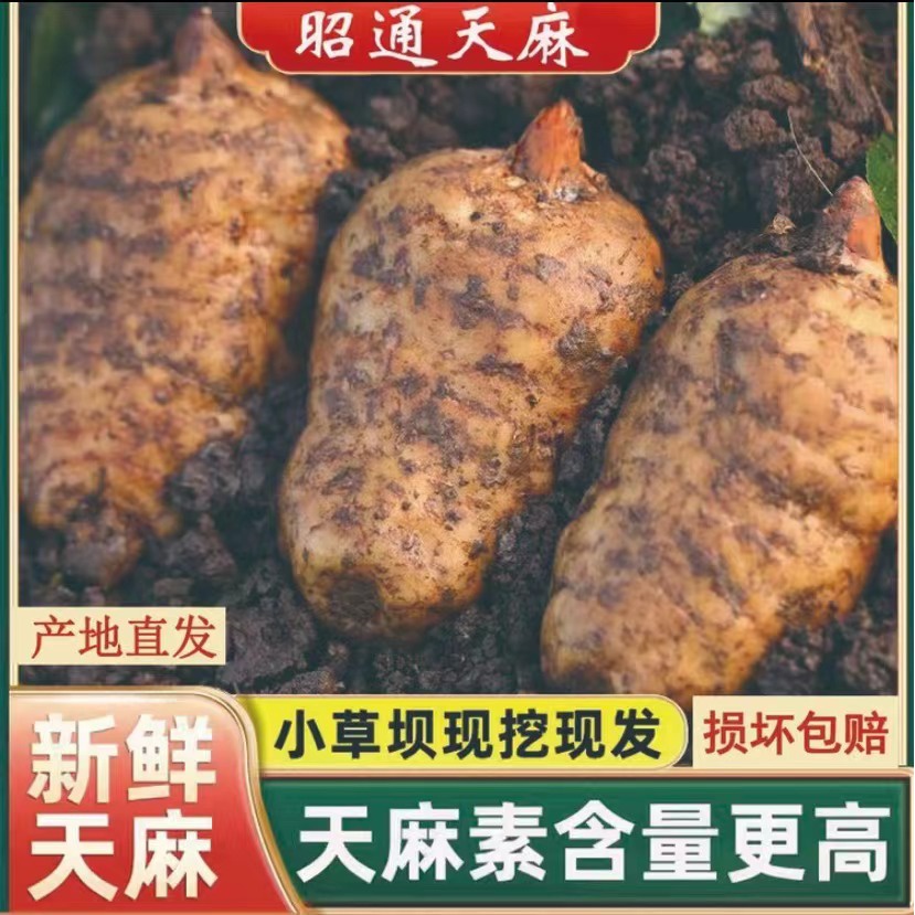 【新鲜天麻】云南高山新鲜天麻老品种仿野生长煲汤产地发货1/3/5斤