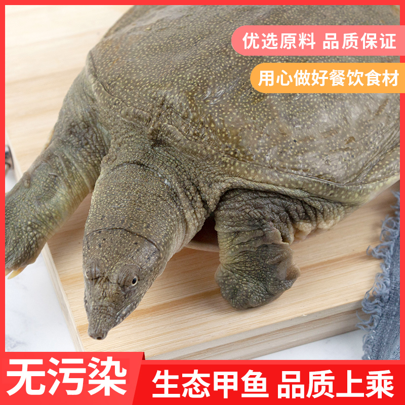 千岛湖生态放养水库放养母鳖食用王八鲜活活体清水鳖农产品包装