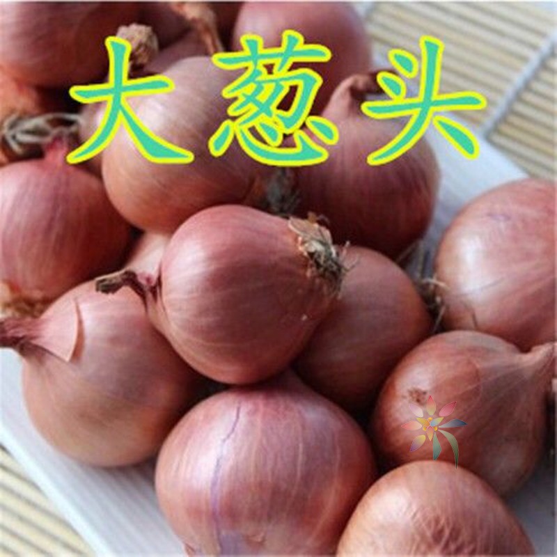 正宗东北特产黑龙江省东北毛葱小毛葱香葱头红葱头火/0lb蔬菜组合