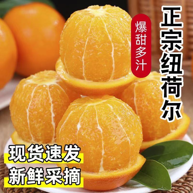 正宗高山纽荷尔脐橙 橙香味十足 产地直发9斤
