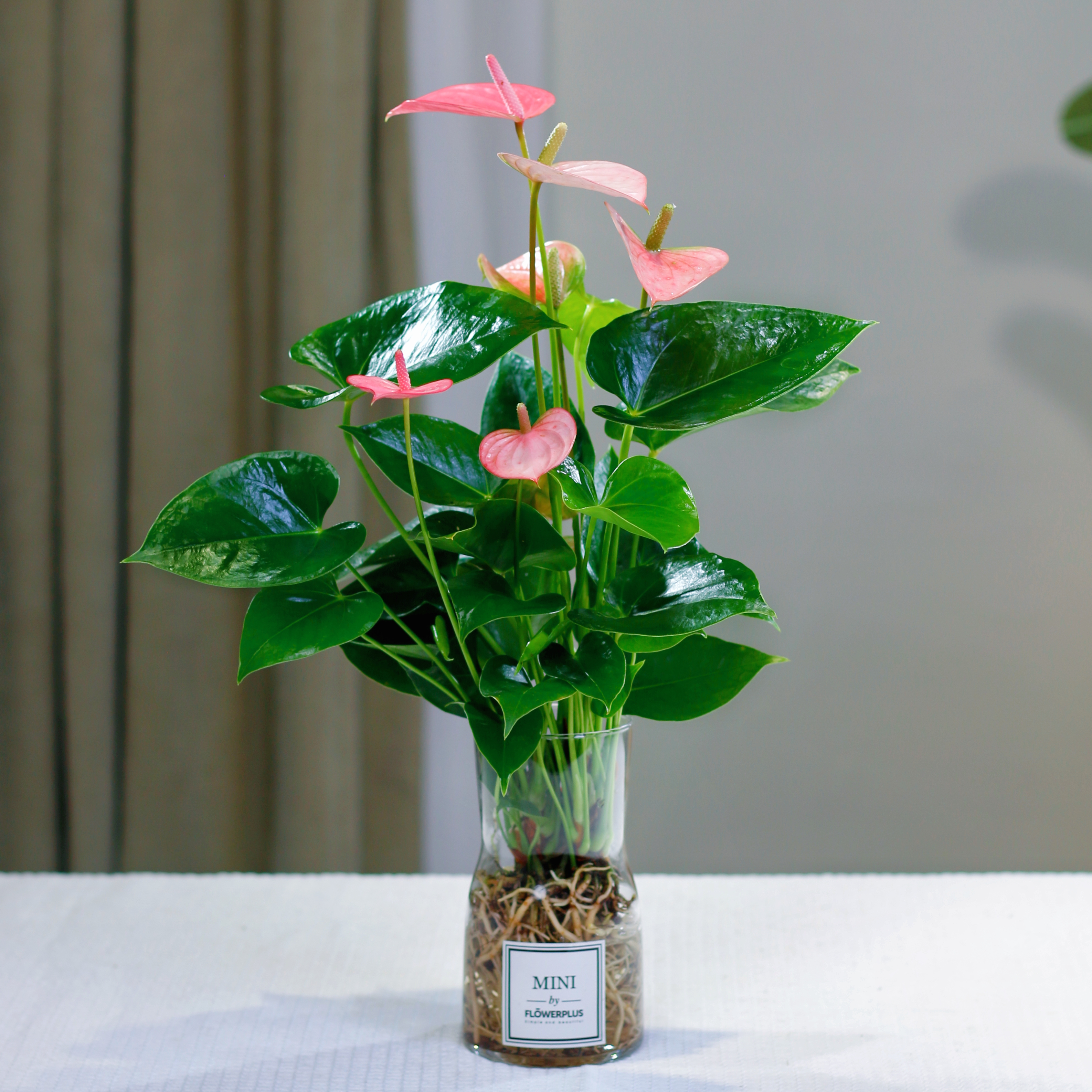 新款植物粉掌盆栽水养粉掌鲜花绿植办公室内桌面好养活四季开花卉