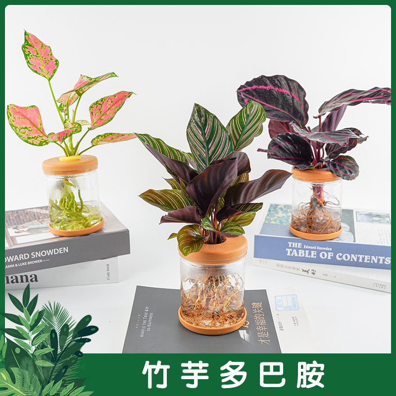 【多巴胺三件套】家居桌面绿植如意双线竹芋红美丽竹芋室内水培盆栽