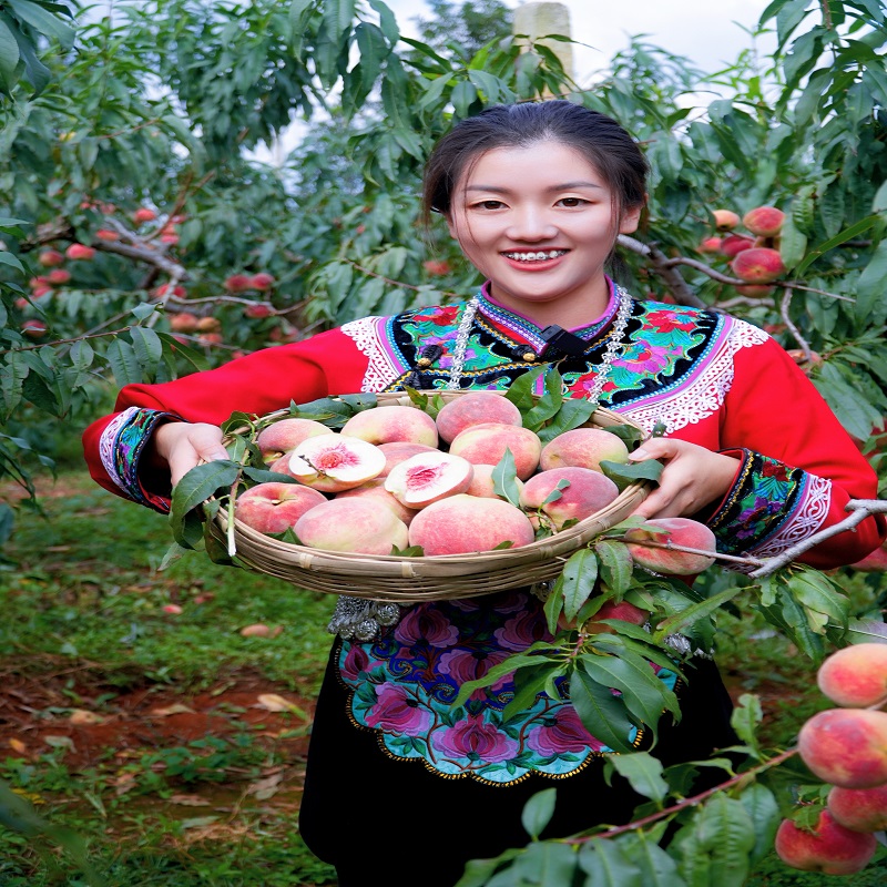 云南高原高山现摘新鲜甜脆冬桃3斤/5斤/9斤装皮薄肉厚脆甜多汁