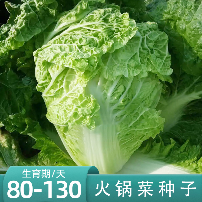 火锅菜种子蔬菜种子叶多无筋秋季蔬菜大田耐贮耐运四季蔬菜种子