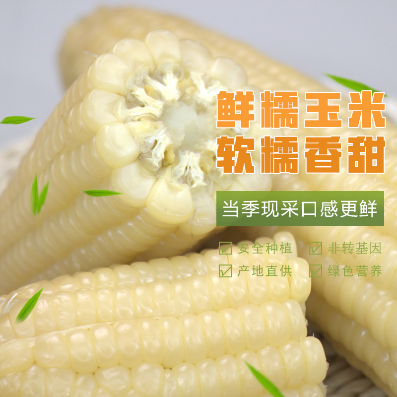 新疆大颗粒甜糯玉米220g*10支早餐传统真空方便软糯原味新鲜