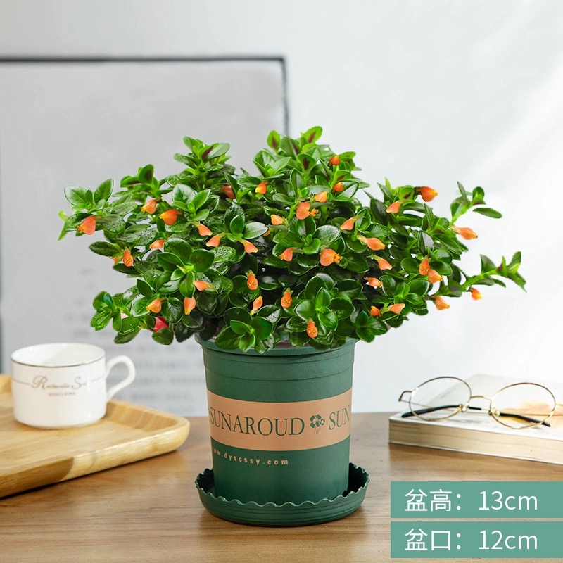 【聚财金鱼】金鱼花吊兰花卉盆栽四季开花植物室内好养除甲醛绿植