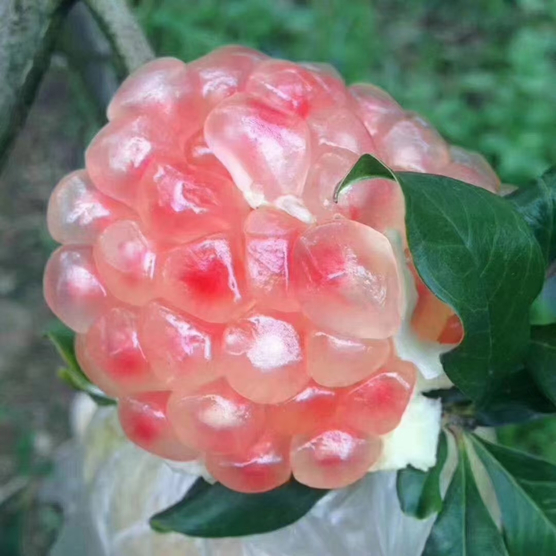 正宗蒙自老树绿籽水晶甜石榴5/9斤装包邮 （新疆青海西藏不发货）