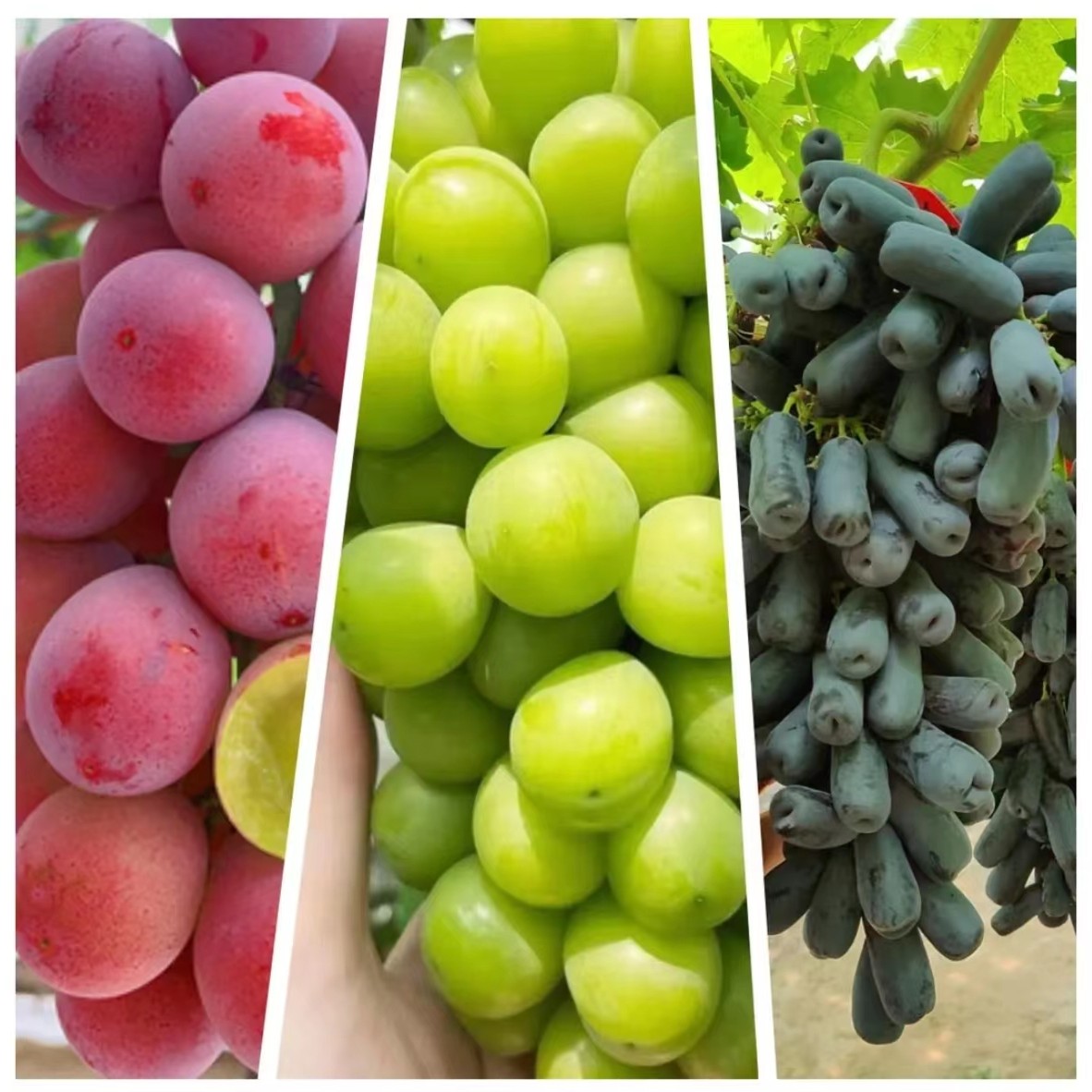 【原盆原土】阳光玫瑰葡萄树苖葡萄苗精品杯苗南北种植庭院耐寒果树