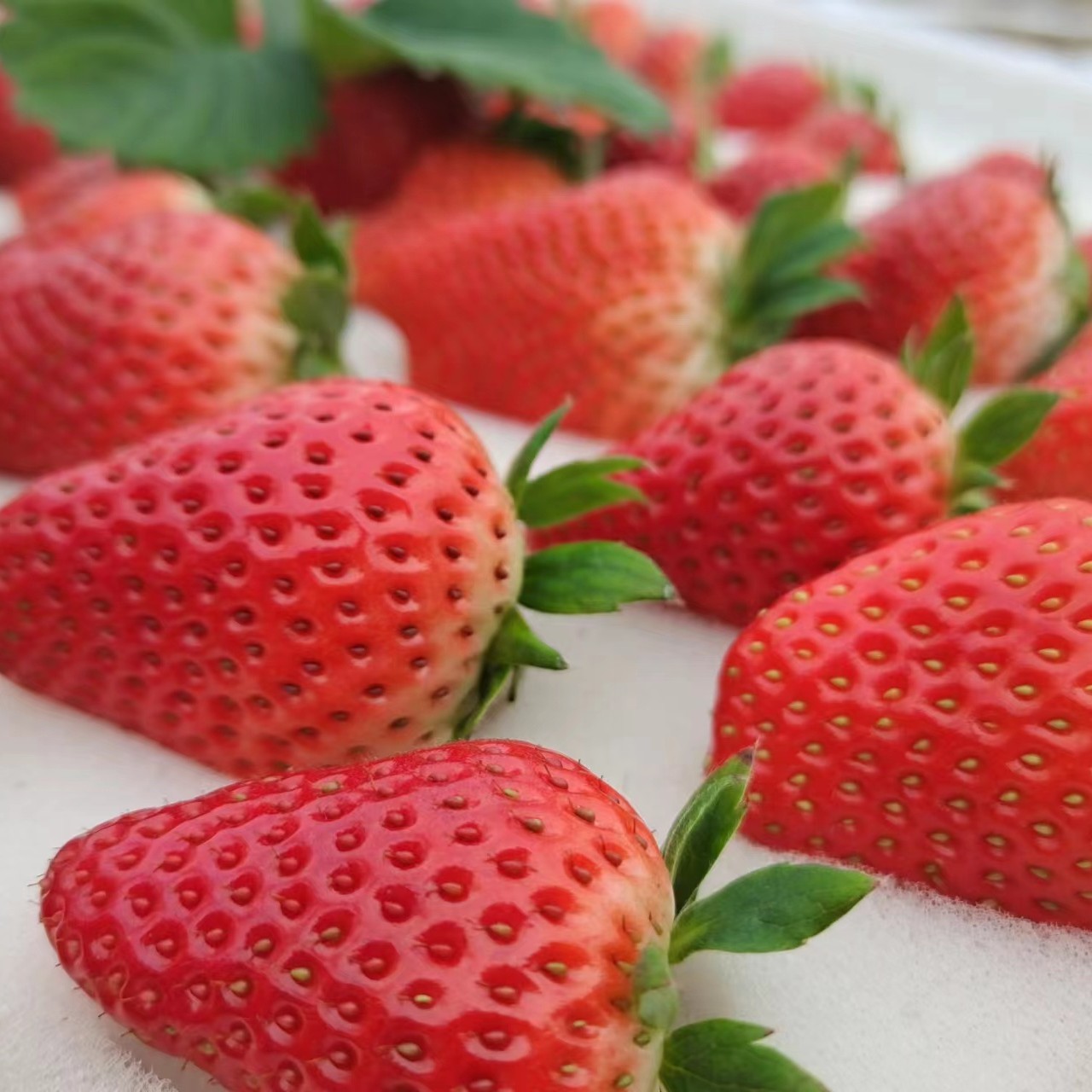 【漫】【粉丝福利】9.9草莓试吃装1份，250g±50g，京津冀包邮