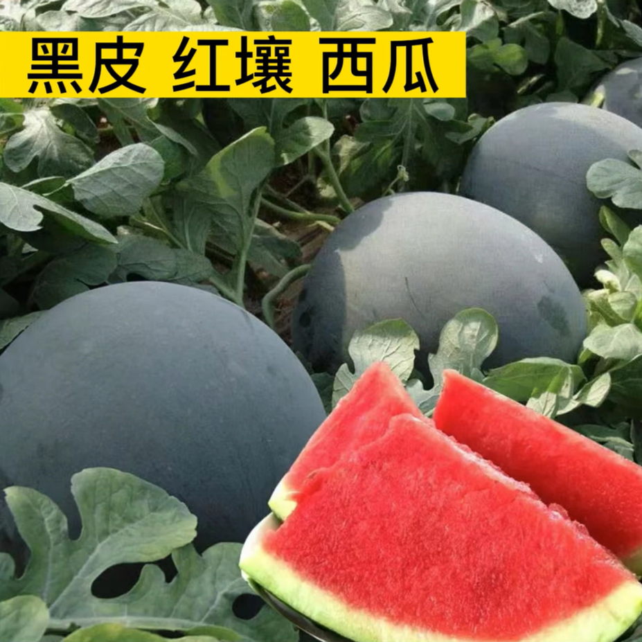【黑皮西瓜】西瓜种子适应性强四季种植西瓜种子甜脆夏季水果种子