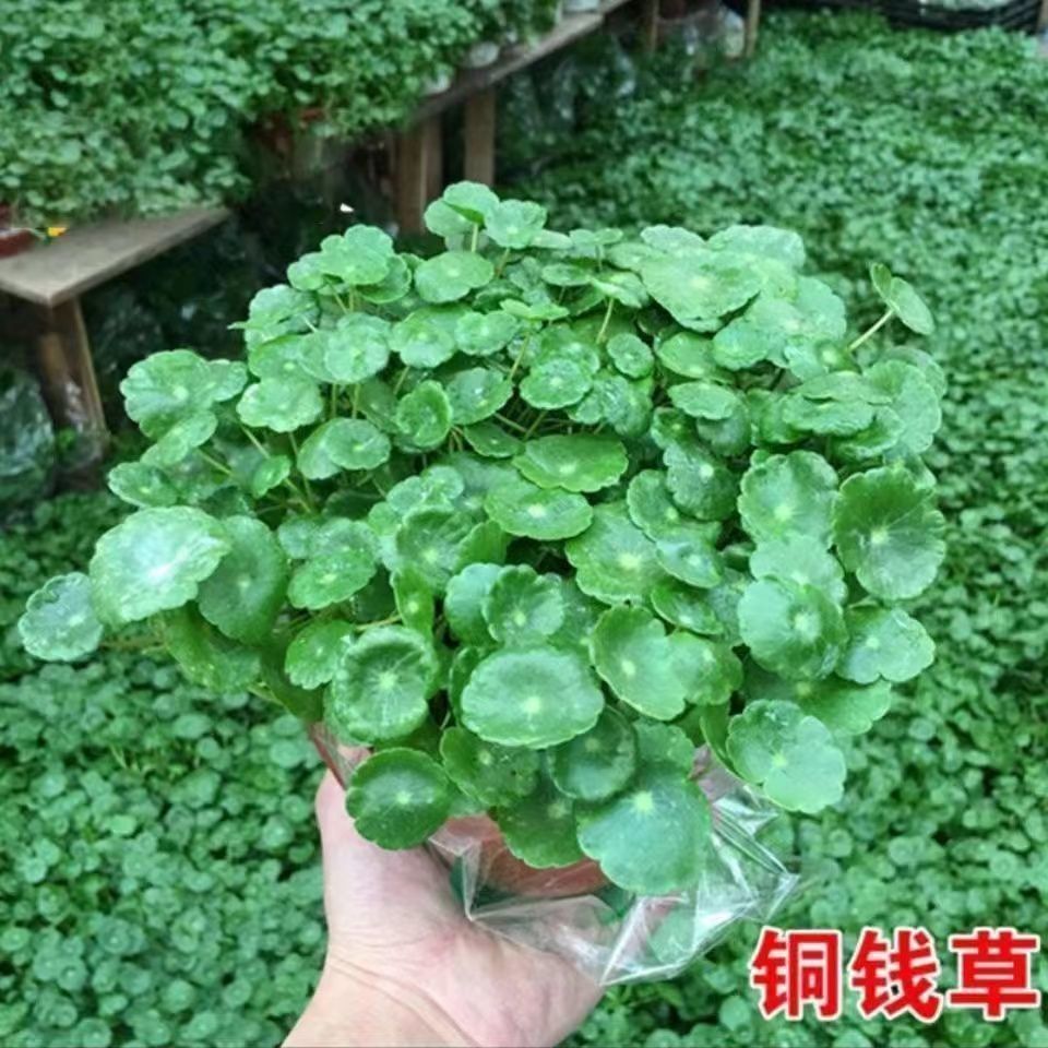 铜钱草金钱草水养种籽水培土培花种子大号四季庭院阳台盆栽种