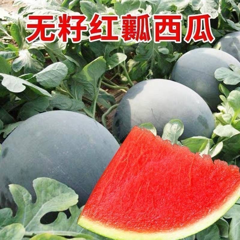 超甜无籽西瓜种子黑皮高产薄皮红心特大西瓜种籽蔬菜水果种孑四季
