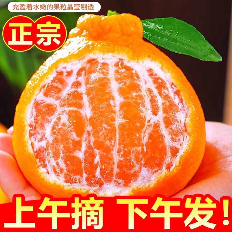 春见耙耙柑正宗四川柑新鲜水果当季整箱丑杷杷柑橘子桔子1-9斤装