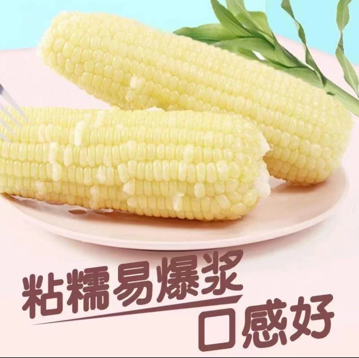 【小白】东北新年粘糯白玉米11棒，饱满香甜，低脂代餐早餐真空包装