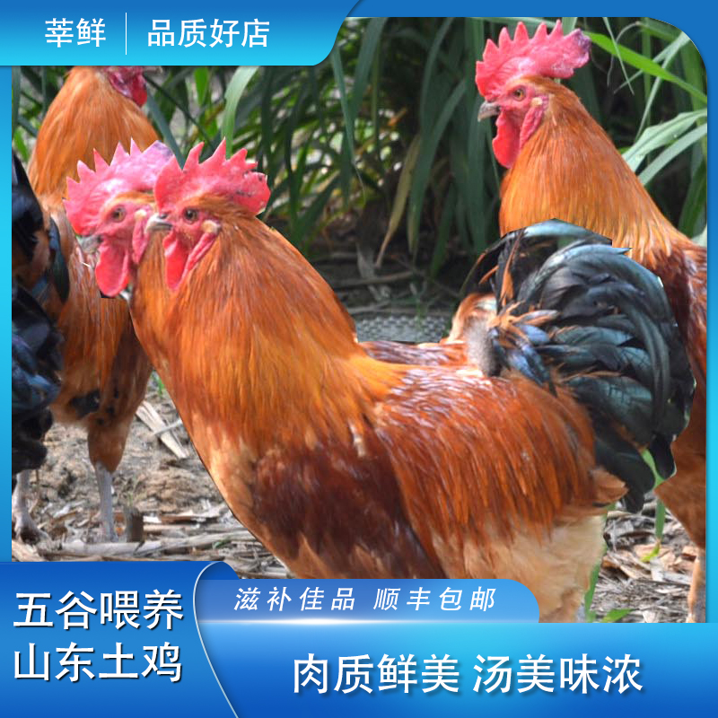 林间散养公鸡农村土公鸡现杀新鲜鸡肉走地鸡滋补保鲜拍一发二