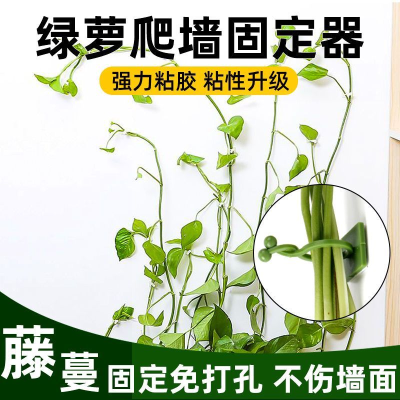 绿萝爬墙神器固定器绿植攀爬夹子无痕卡不伤爬藤贴墙强力粘杆定型