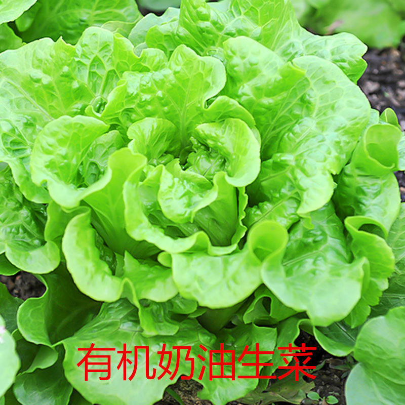 奶油生菜种子四季快菜沙拉小白菜阳台菜籽种盆栽蔬菜孑小青菜种籽