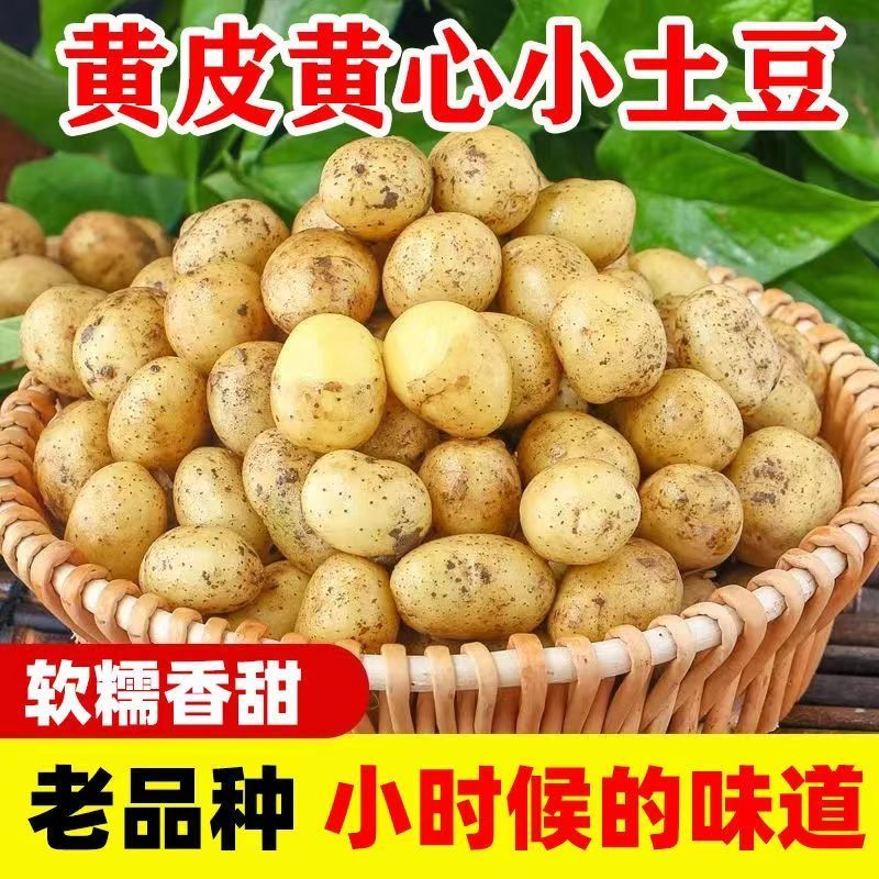 贵州新土豆黄皮黄心洋芋新鲜马铃薯黄肉土豆时令蔬菜小土豆焖土豆