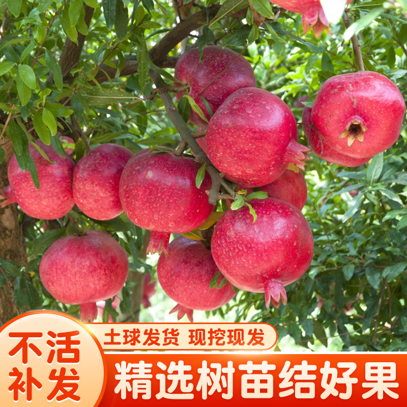 【新品种】多种口感的石榴树 ，任你挑选，庭院阳台均可种植！