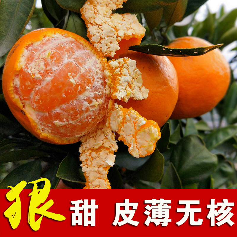 【精选东方红蜜橘果树苗】基地新培育橘子树 ，庭院阳台均可种植！
