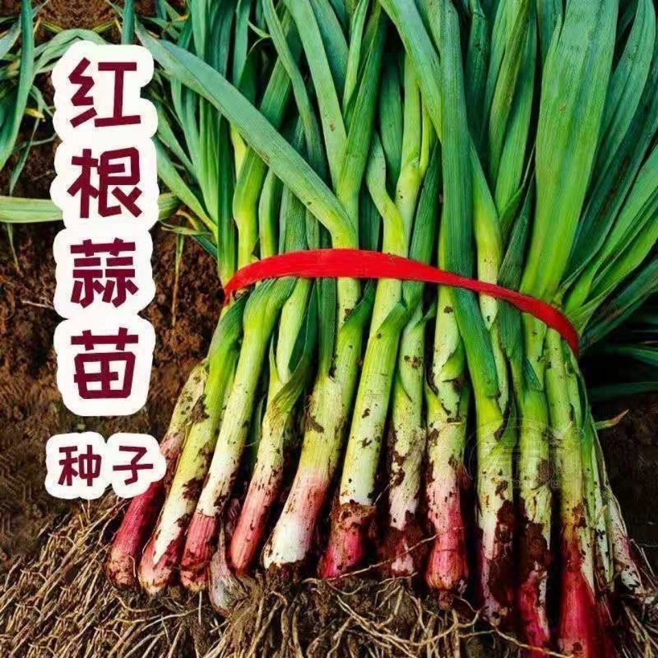红头蒜苗种子四季播大蒜苗种子阳台盆栽棚种香蒜硬叶蒜苗蒜苗种籽