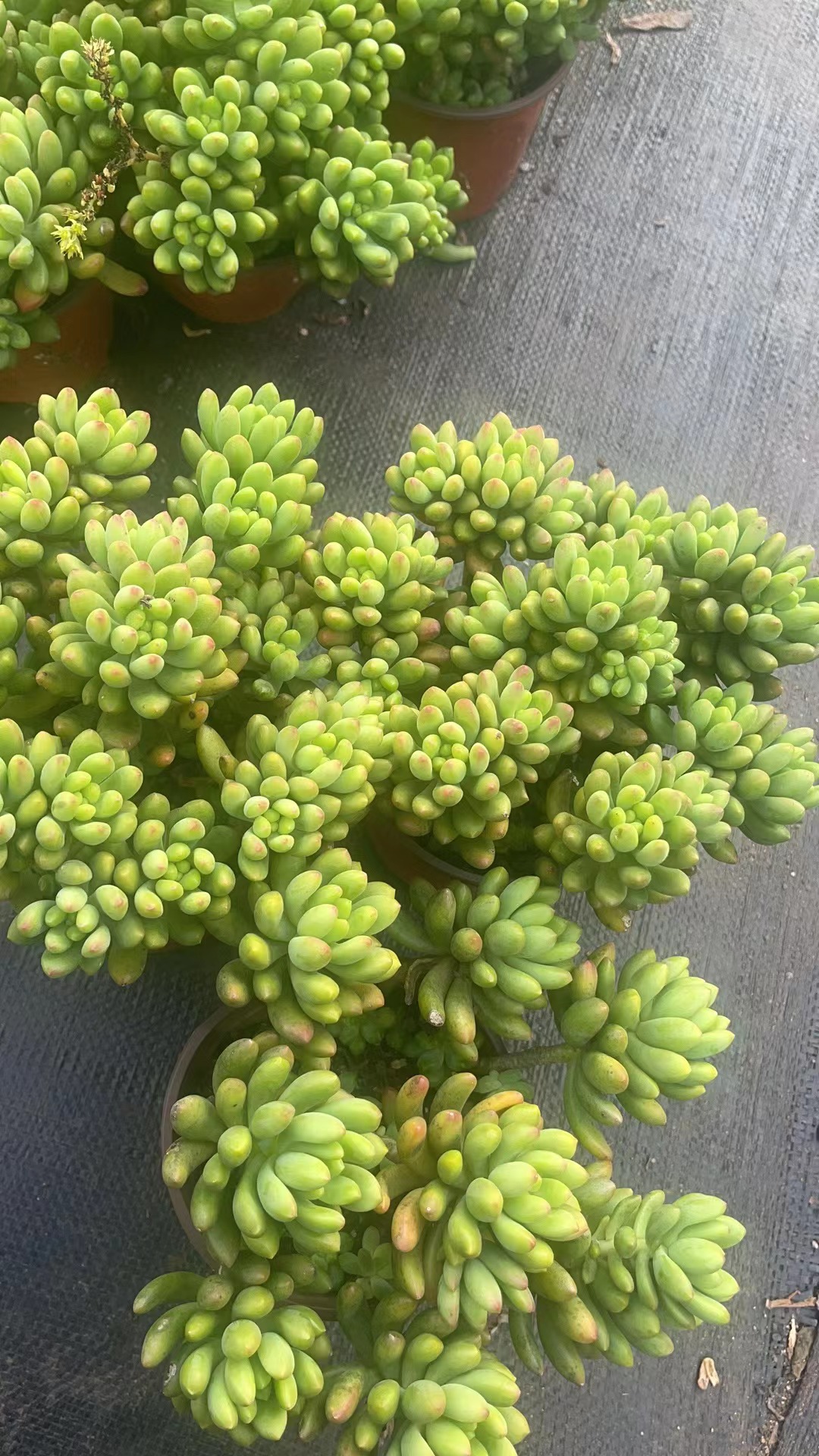 春萌 散盆带盆（全店满9.99包邮）