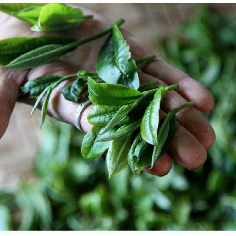 2022坝卡·古树春茶  普洱茶生茶100g散茶