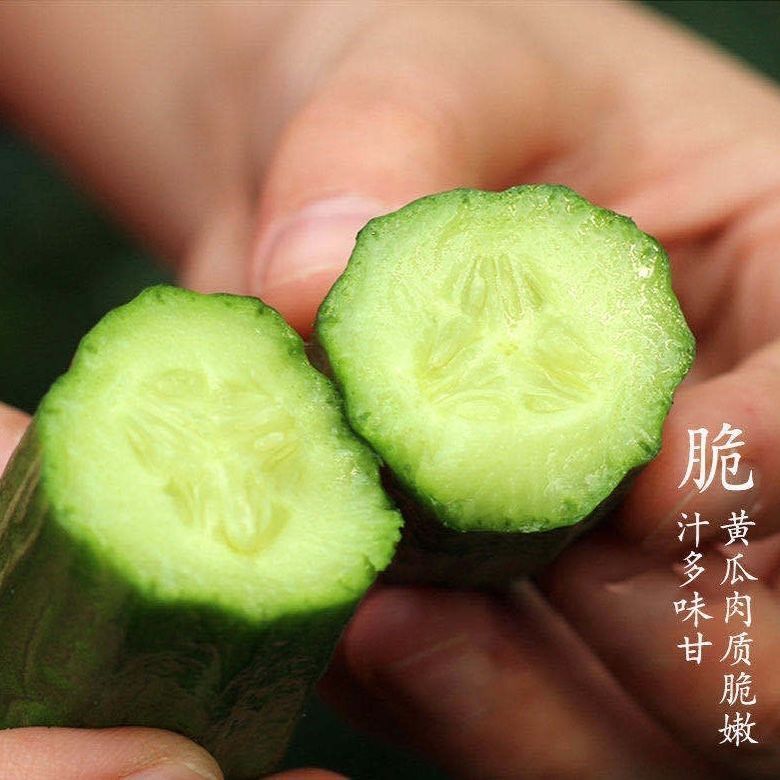 荷兰无刺水果黄瓜种子进口小黄瓜种籽节节瓜四季地栽阳台盆栽蔬菜