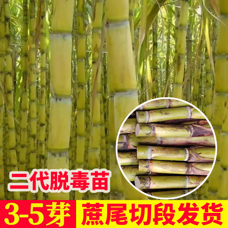 正宗水果青皮黄金甘蔗苗二代脱毒种苗量大优惠蔗尾切段种植土壤