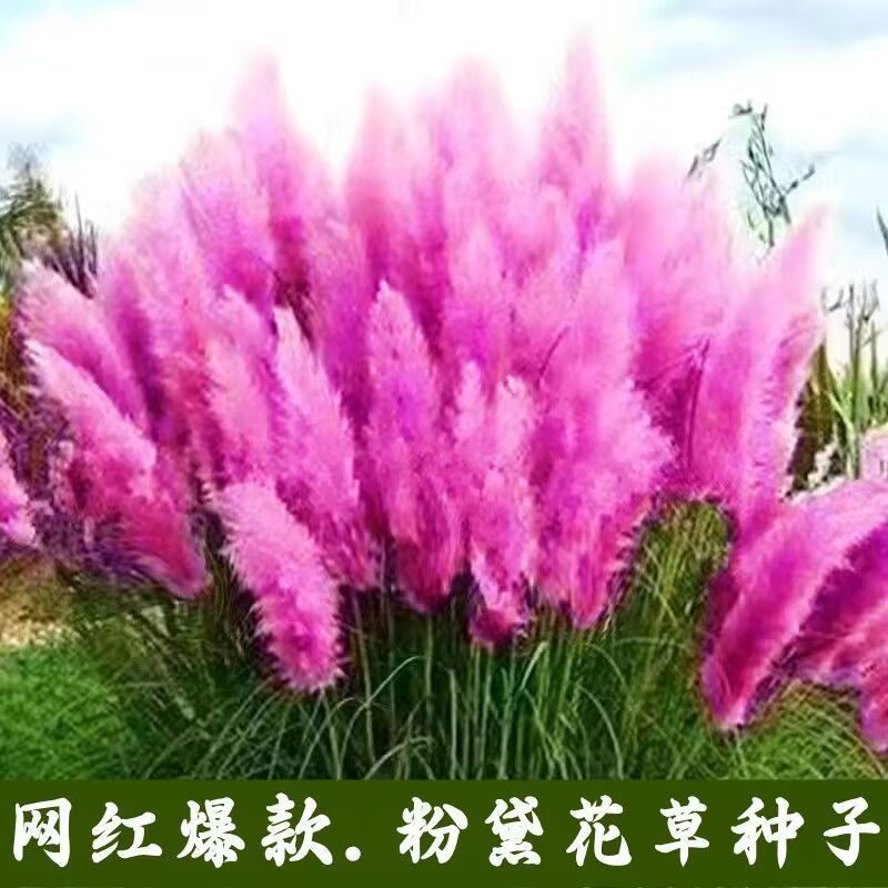 粉黛乱子草籽观赏草种子蓝羊茅兔尾多年生四季种耐旱耐热