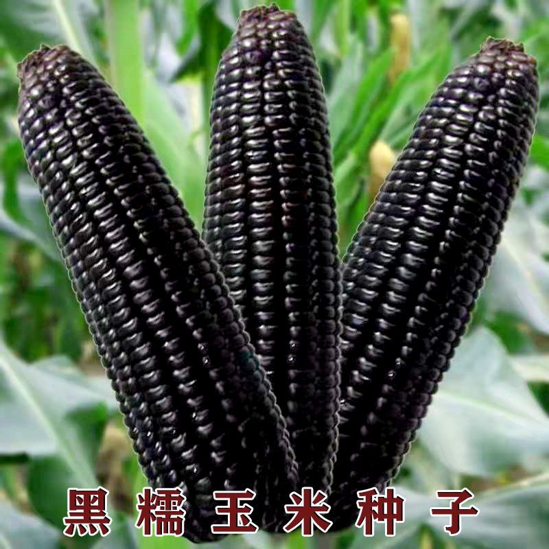 黑糯玉米皮薄糯甜黑玉米粘玉米种子杂交高产大田香甜糯玉米子