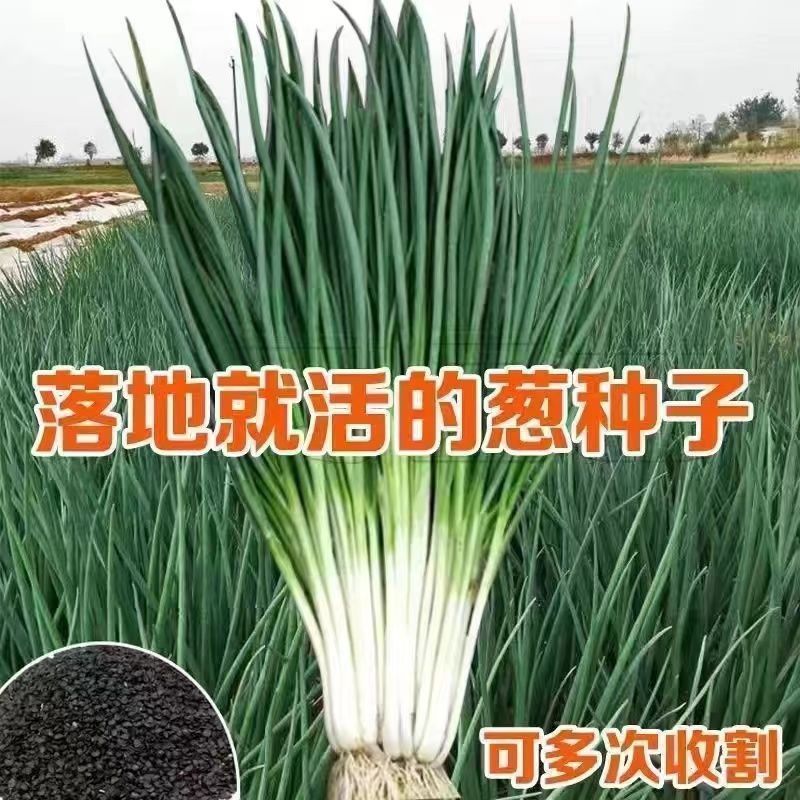 四季小香葱种子阳台室内盆栽种植蔬菜种子小葱香葱种籽庭院