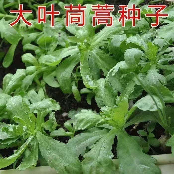大叶茼蒿种子皇帝菜春夏秋冬四季耐寒高产蔬菜种子