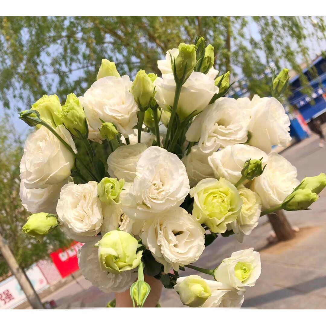 【买一送一】白色洋桔梗一大把 无刺玫瑰夏日小清新 温柔清冷鲜花