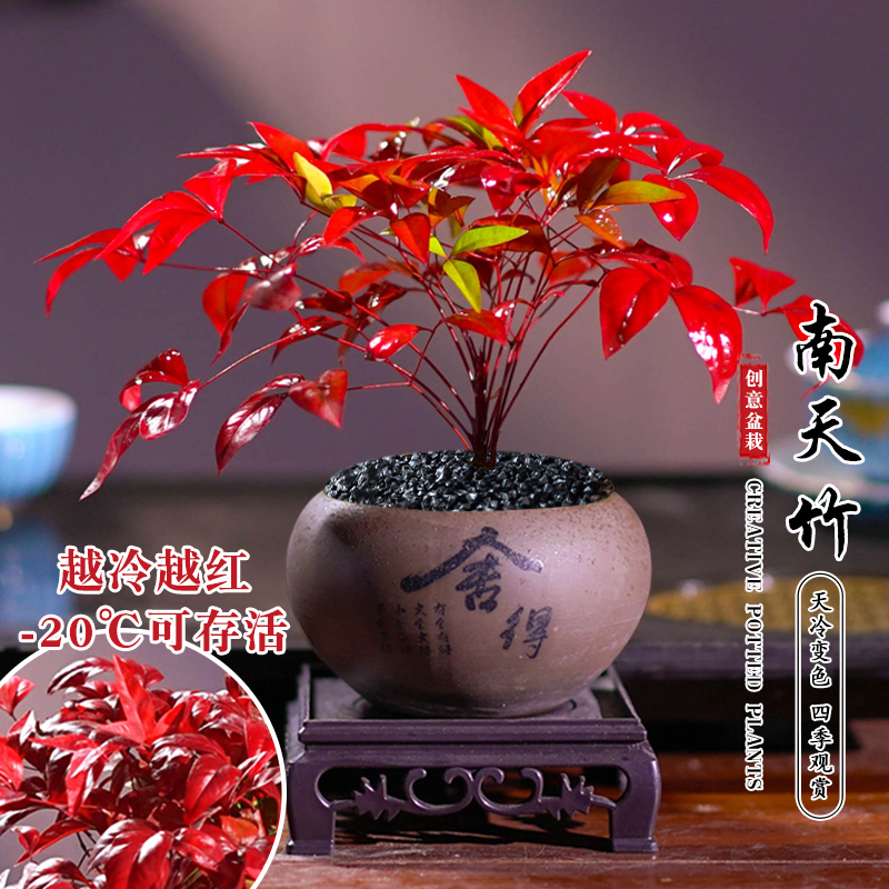 火焰南天竹创意养护观赏耐寒种植生长存活尺寸假花仿真花