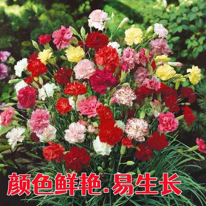 重瓣康乃馨种子大花多色太阳花种活庭院阳四季盆栽观赏花种籽
