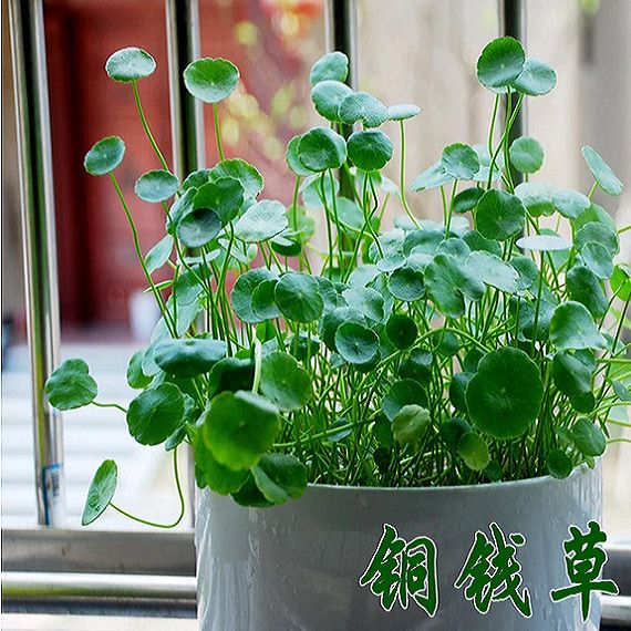 铜钱草种子金钱草水培植物盆栽四季种活花籽花卉