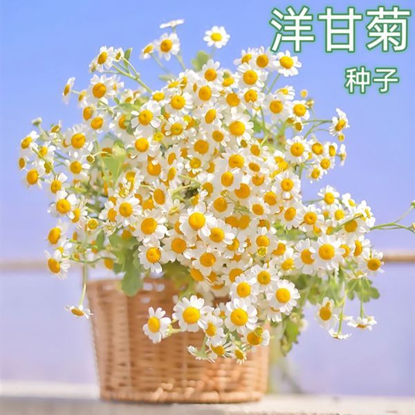 洋甘菊种子雏菊四季播开花室内外花卉耐寒籽白金菊盆栽观赏
