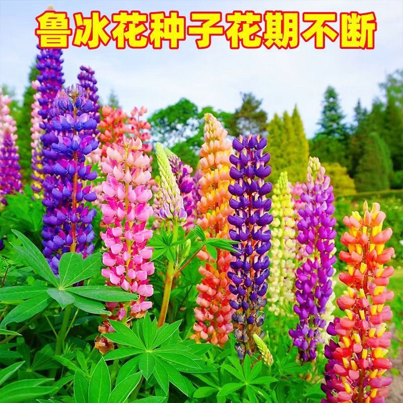 【鲁冰花种子】四季播种鲁冰花籽小庭院多年生耐热耐寒四季花种籽