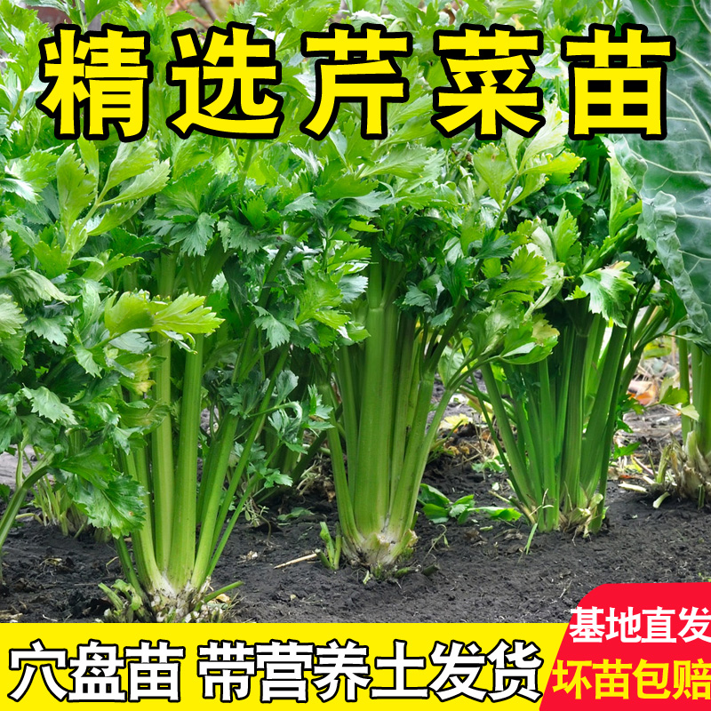 南北方阳台种植寿光西芹苗小香芹菜根芹蔬菜秧苗