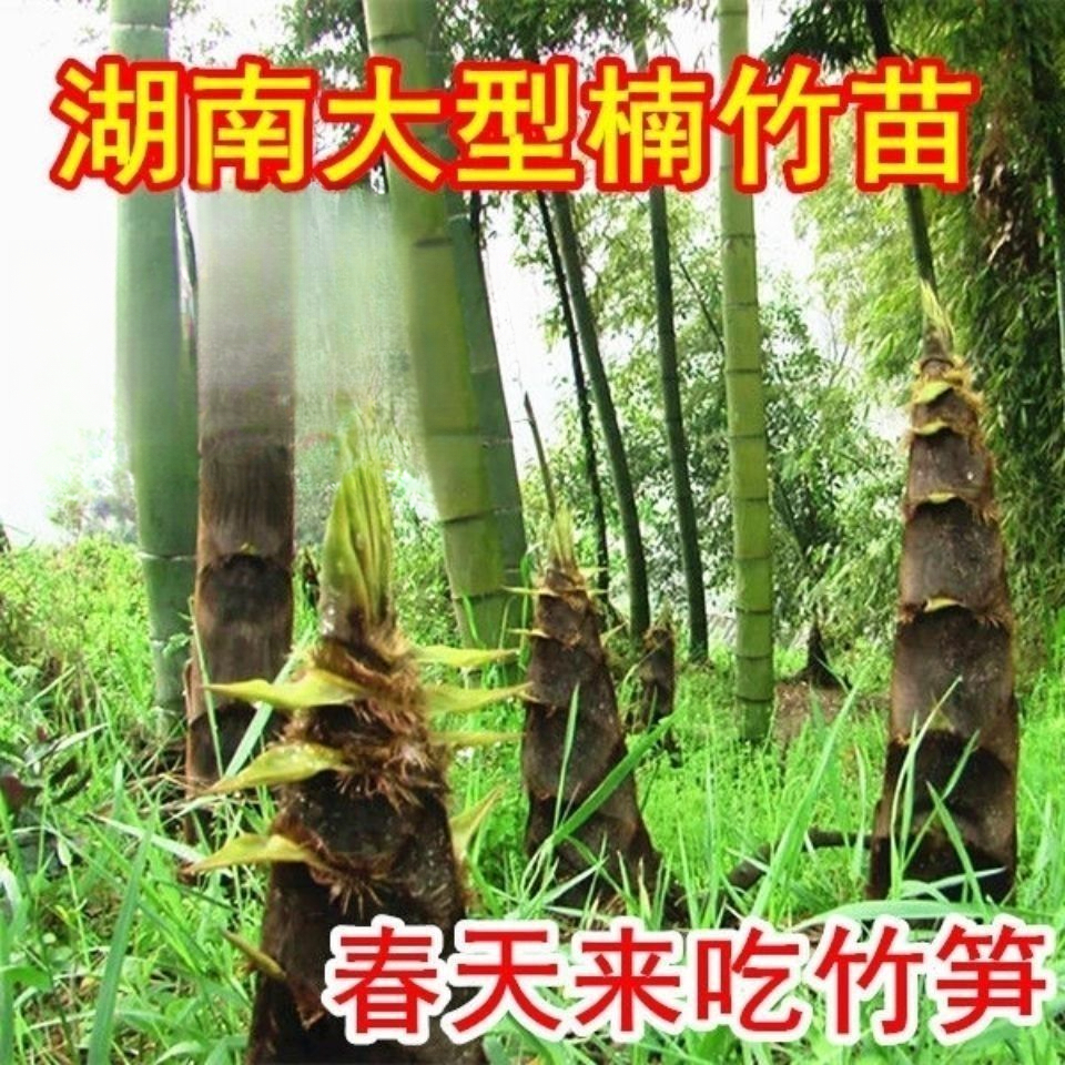 大型楠竹苗食用竹笋种苗竹子苗毛竹竹根楠竹竹根庭院楠竹根种植
