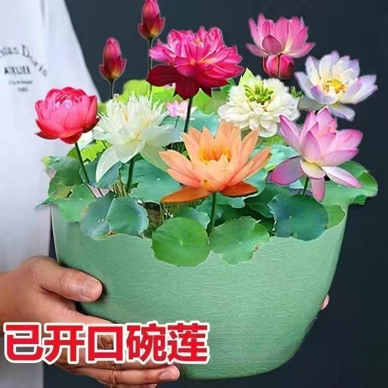 开口碗莲种子七彩碗莲荷花水养莲花盆栽四季开花睡莲观赏植物花卉