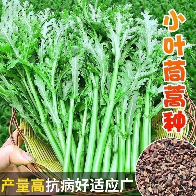 茼蒿种子多次采收早熟小叶茼蒿籽四季播种耐热盆栽蔬菜种子
