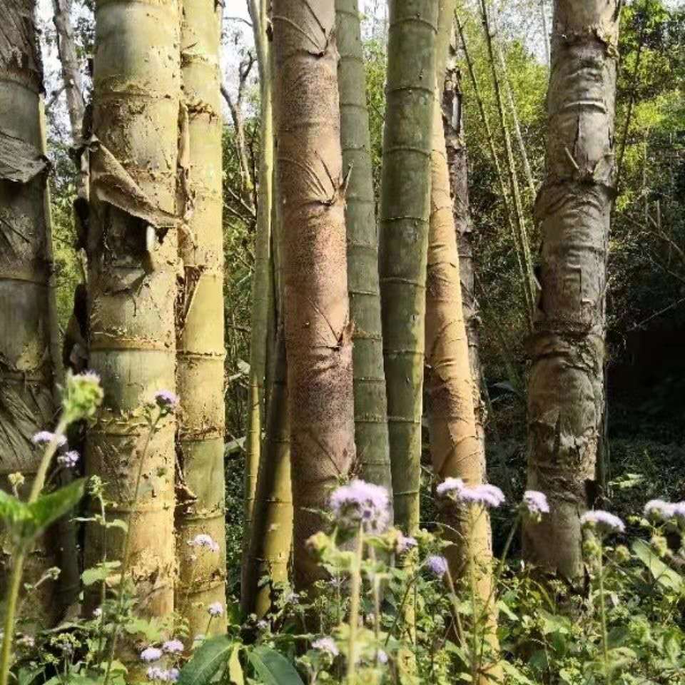 大型楠竹苗种子易种巨龙竹竹苗可食用竹笋苗庭院种植四季长青毛竹