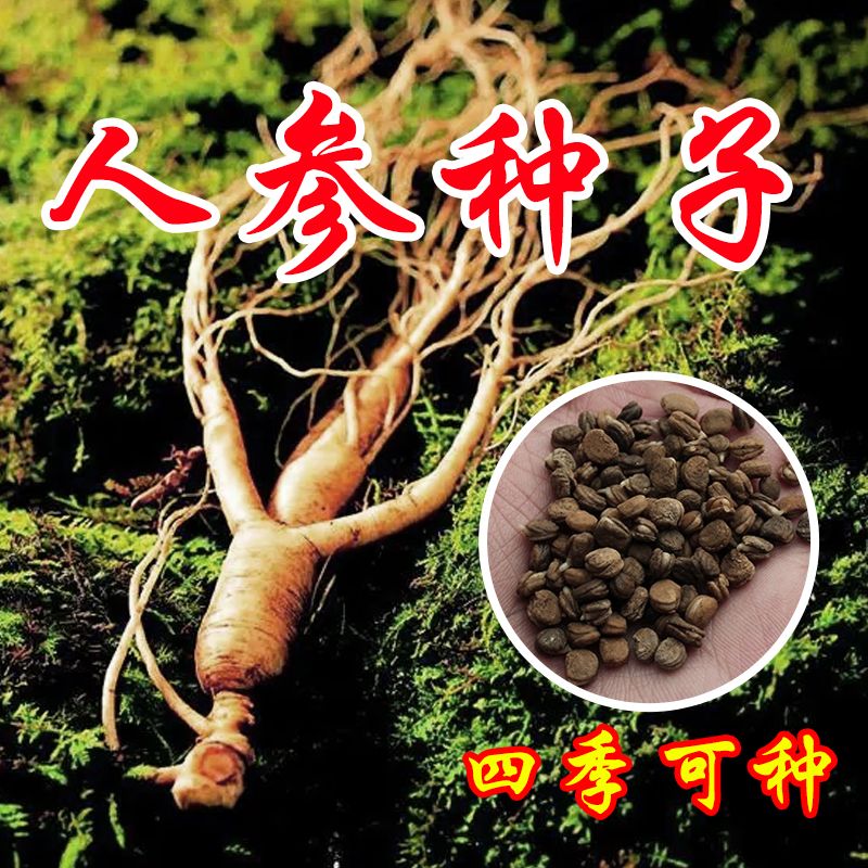 人参籽长白山带芽人参种苗野山参苗子种植中药材带土盆栽红参