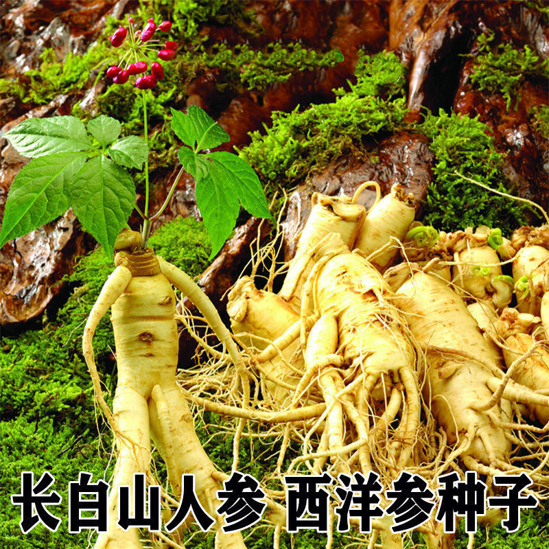 人参种子长白山野山参西洋参四季易种中药材阳台盆栽庭院易活花卉