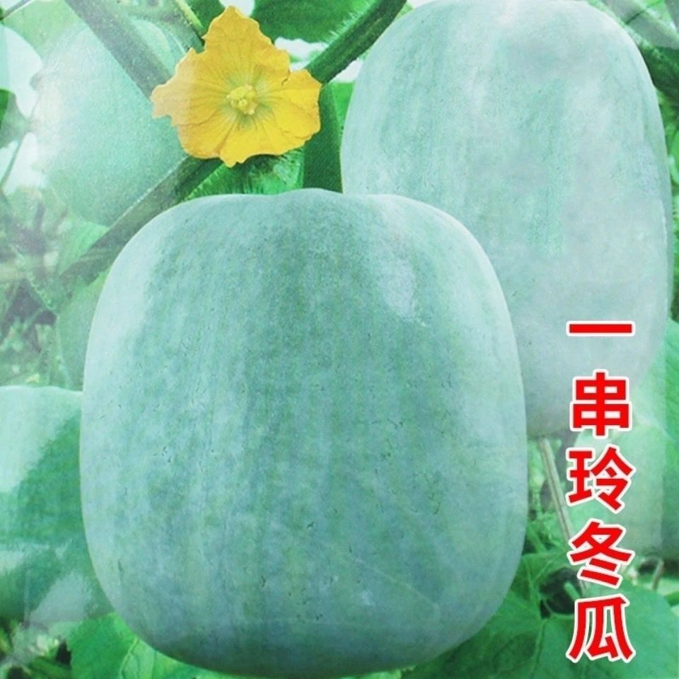 一串铃小冬瓜种子高产早熟不搭架满地爬冬瓜种子青皮春播蔬菜庭院
