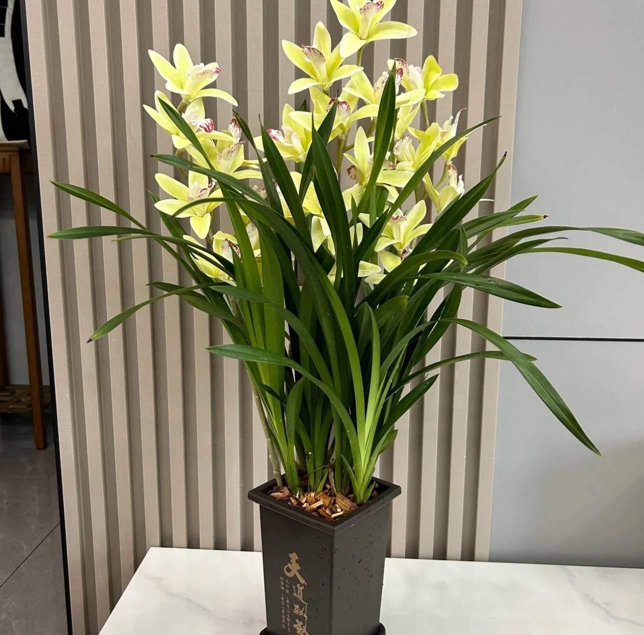A【带花剑】四季兰花建兰墨兰6-8苗连体带盆栽好室内年宵花黄金兰